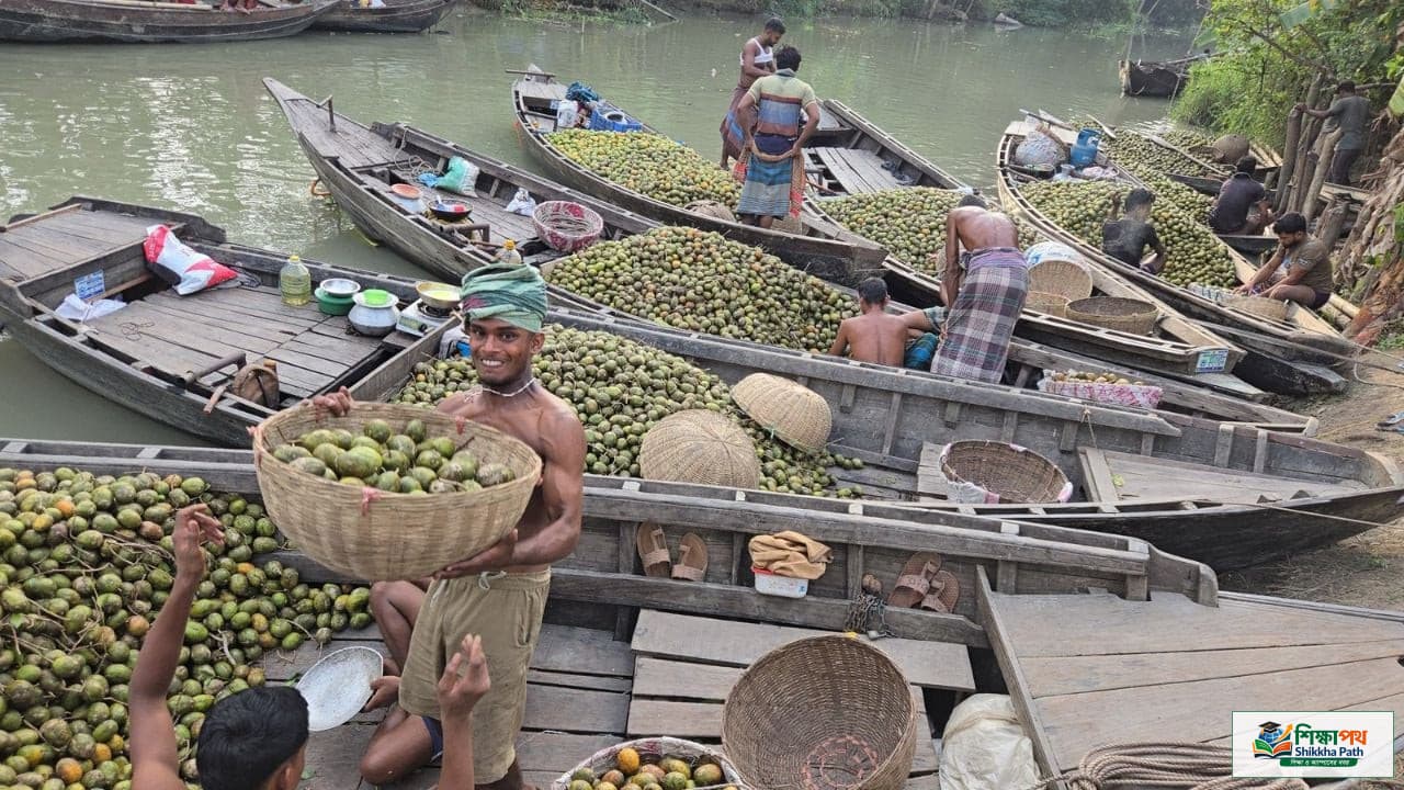 নেছারাবাদের শতবর্ষী ভাসমান হাটে কোটি টাকার আমড়া বাণিজ্য: ন্যায্যমূল্য ও হিমাগারের অভাবে হতাশ চাষিরা