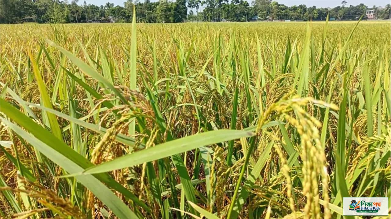 রাজশাহীতে আমনের সোনালি শীষ: বাম্পার ফলনের হাতছানি, কৃষকদের মুখে হাসি